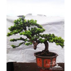 Lohansung Cincuan (Podocarpus sp)